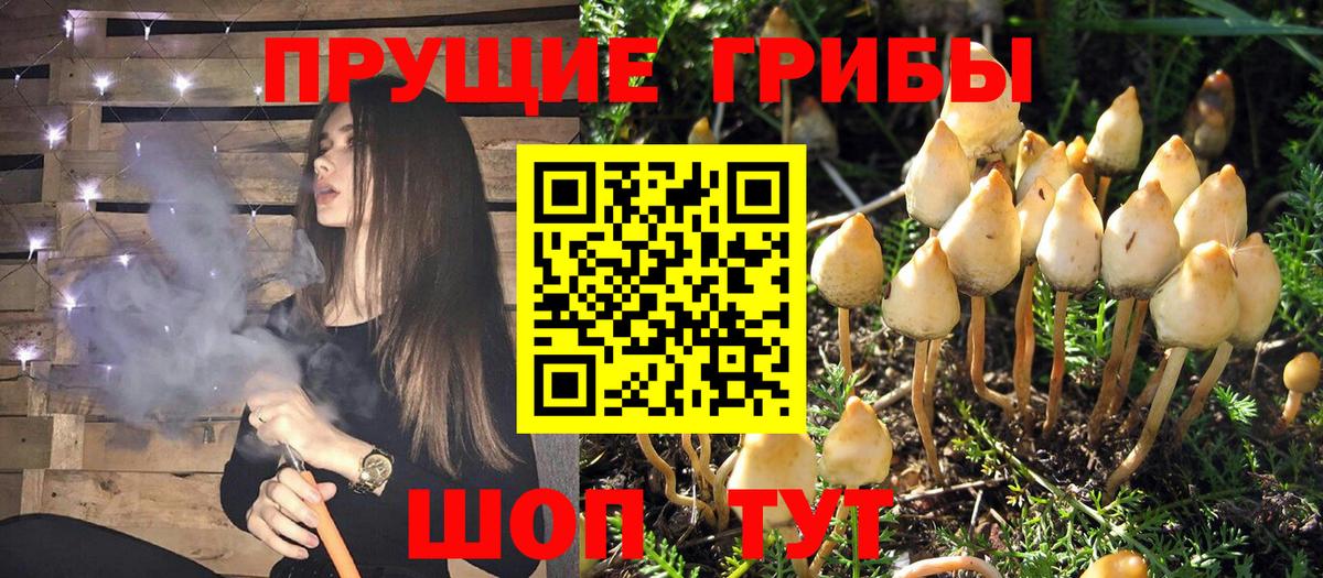 Псилоцибиновые грибы Psilocybe Тимашёвск